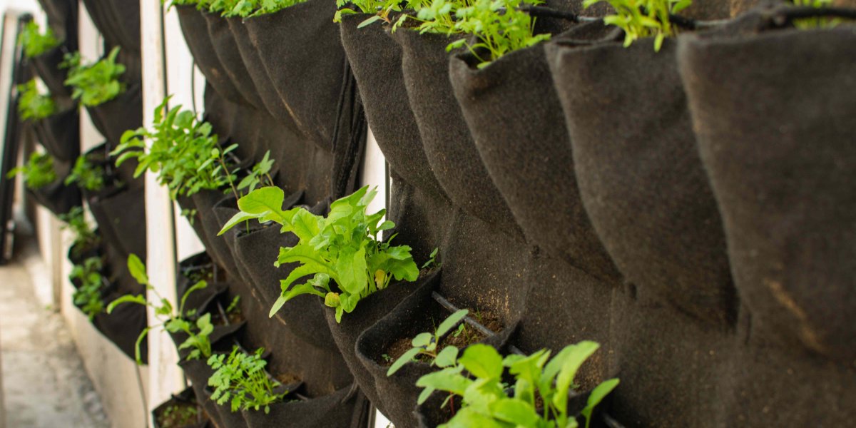Grădinăritul vertical: noua metodă care cucerește grădinarii profesioniști